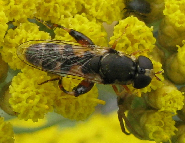 Syritta pipiens e..